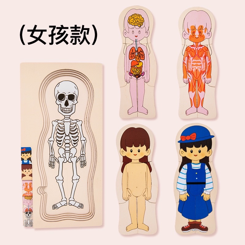 儿童早教人物身体结构认知拼图大脑多层拼板益智开发木质玩具 拼图详情图6