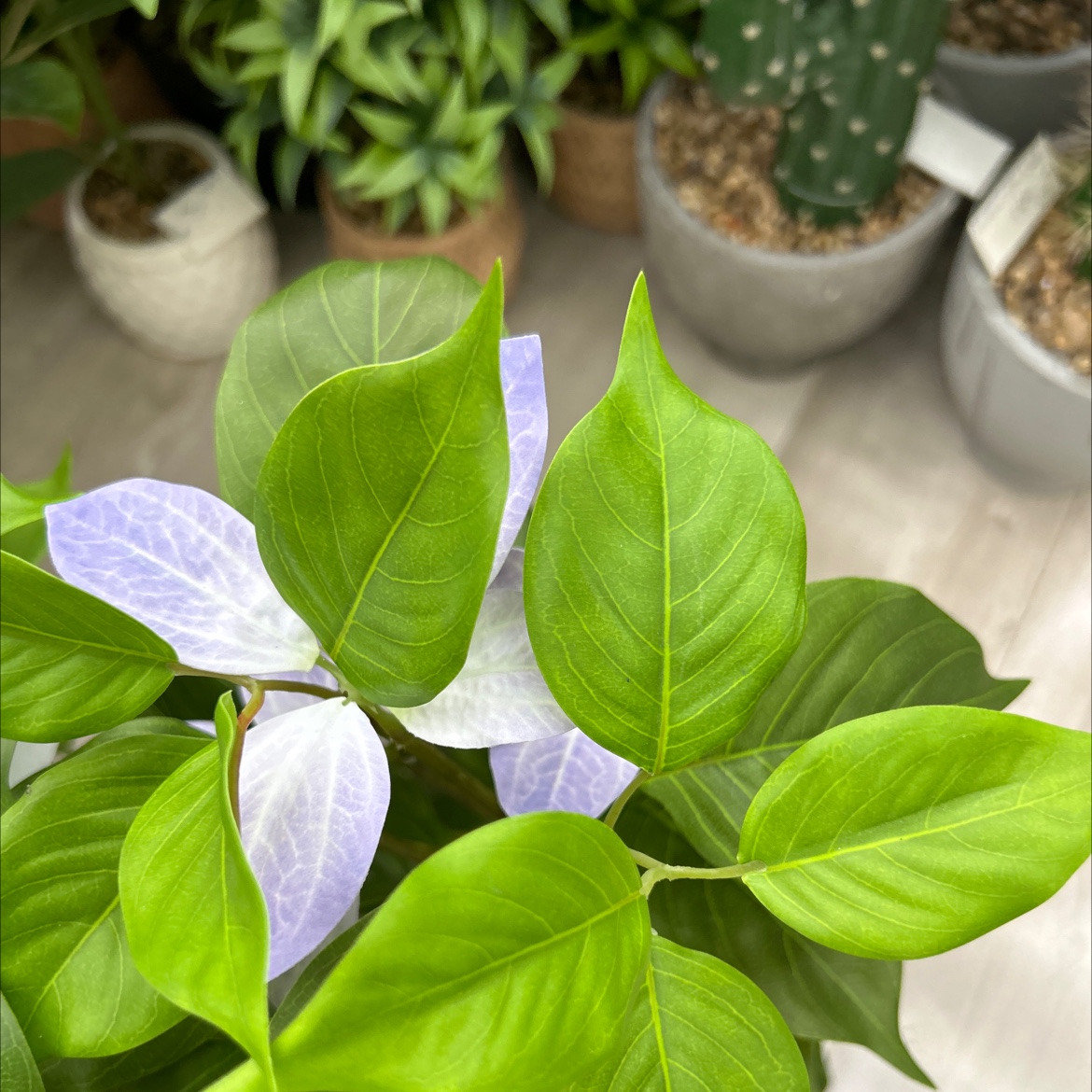 仿真龟背竹小盆栽盆栽摆件装饰品仿真金桔绿植家居客厅桌面装饰详情图2