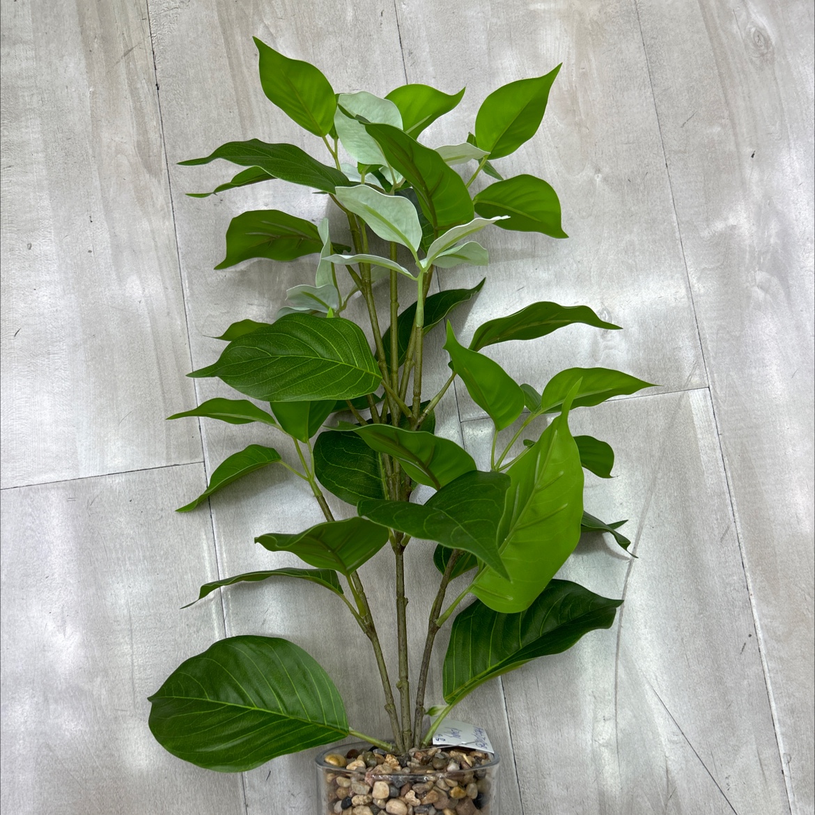 仿真龟背竹小盆栽盆栽摆件装饰品仿真金桔绿植家居客厅桌面装饰