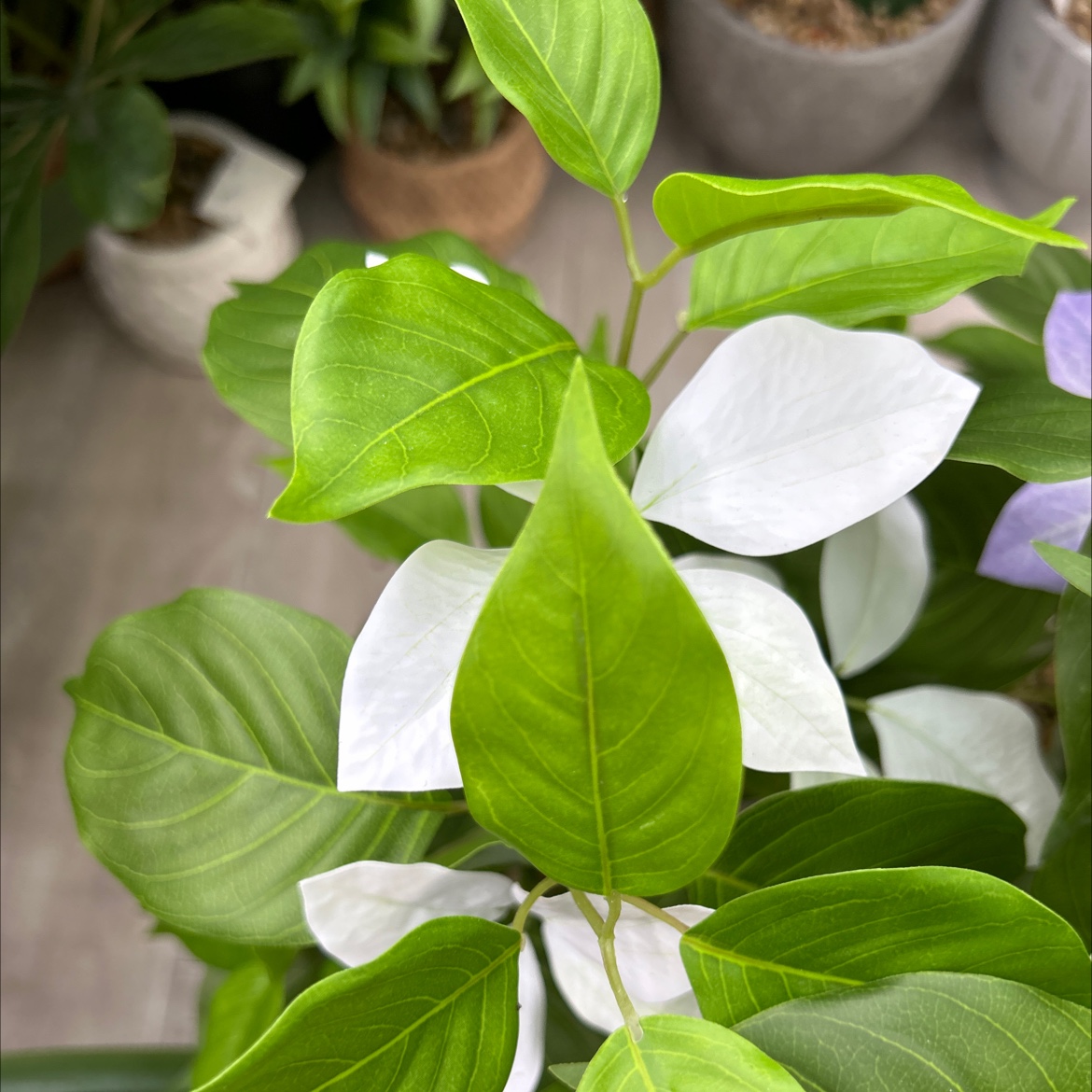 仿真龟背竹小盆栽盆栽摆件装饰品仿真金桔绿植家居客厅桌面装饰详情图4