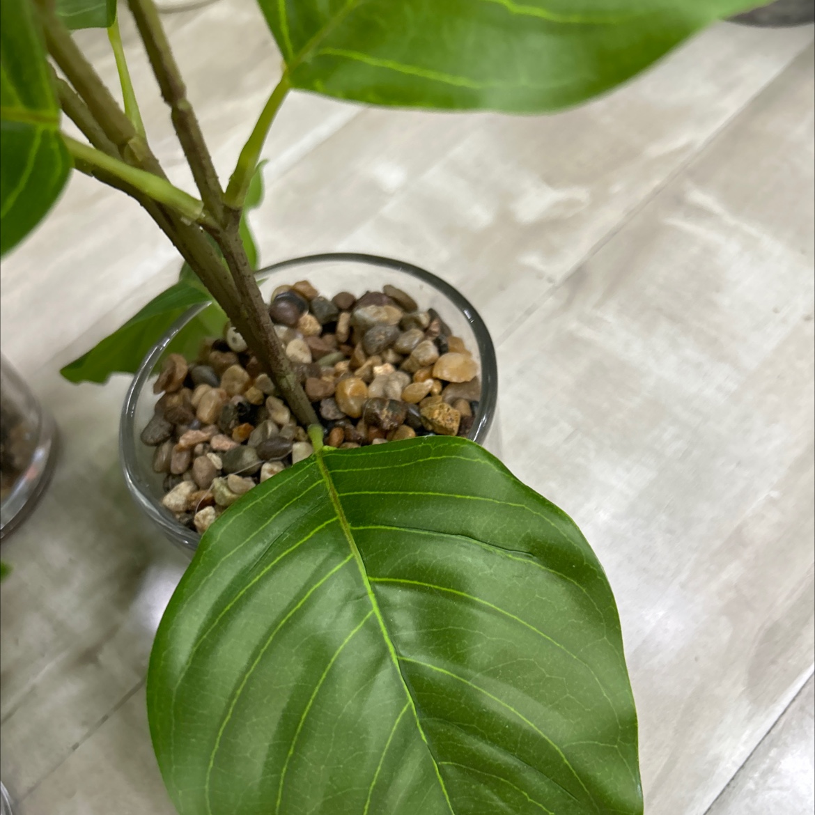 仿真龟背竹小盆栽盆栽摆件装饰品仿真金桔绿植家居客厅桌面装饰细节图