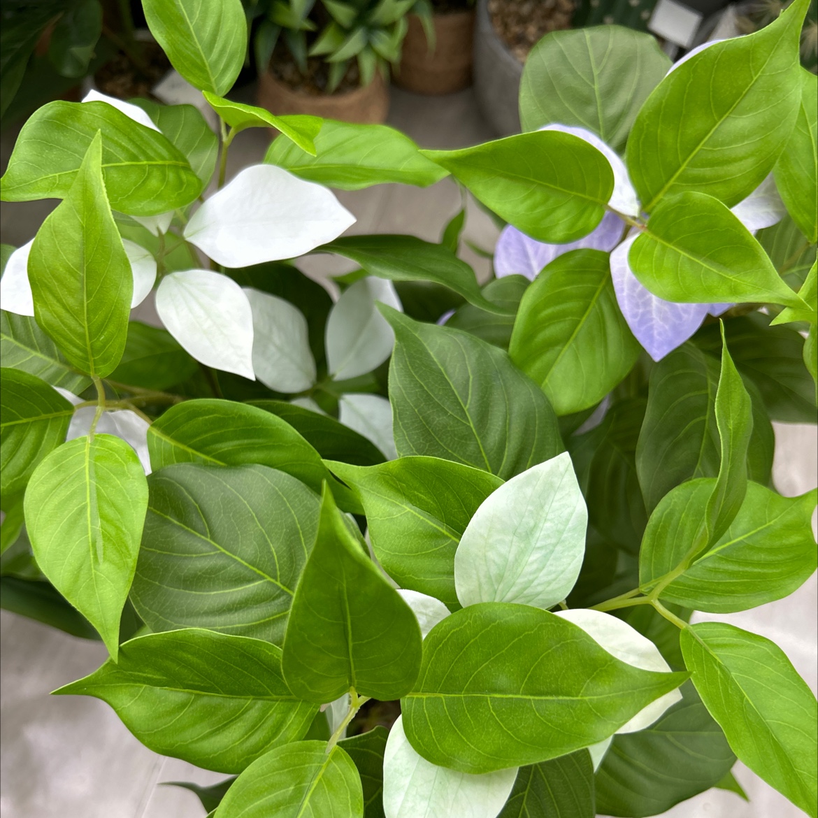 仿真龟背竹小盆栽盆栽摆件装饰品仿真金桔绿植家居客厅桌面装饰产品图