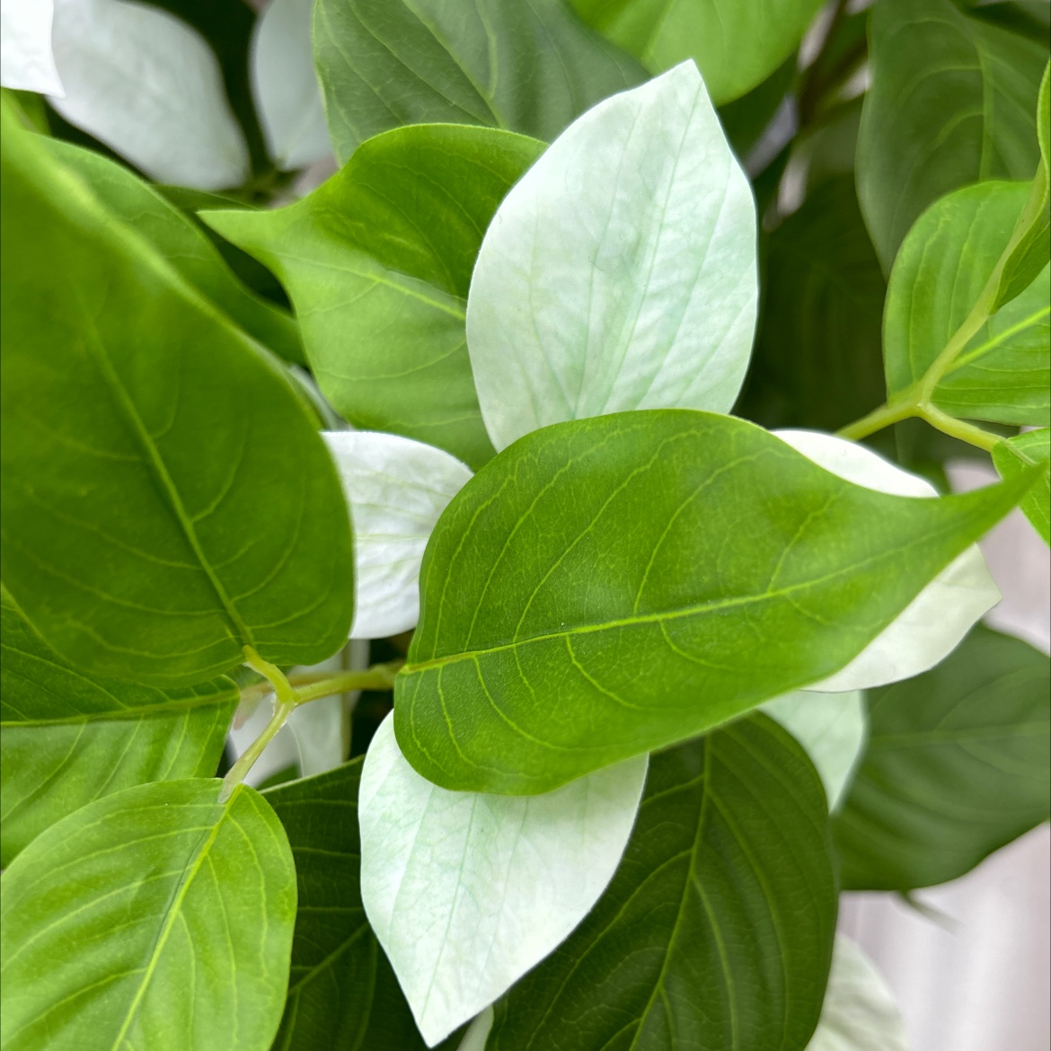 仿真龟背竹小盆栽盆栽摆件装饰品仿真金桔绿植家居客厅桌面装饰详情图3