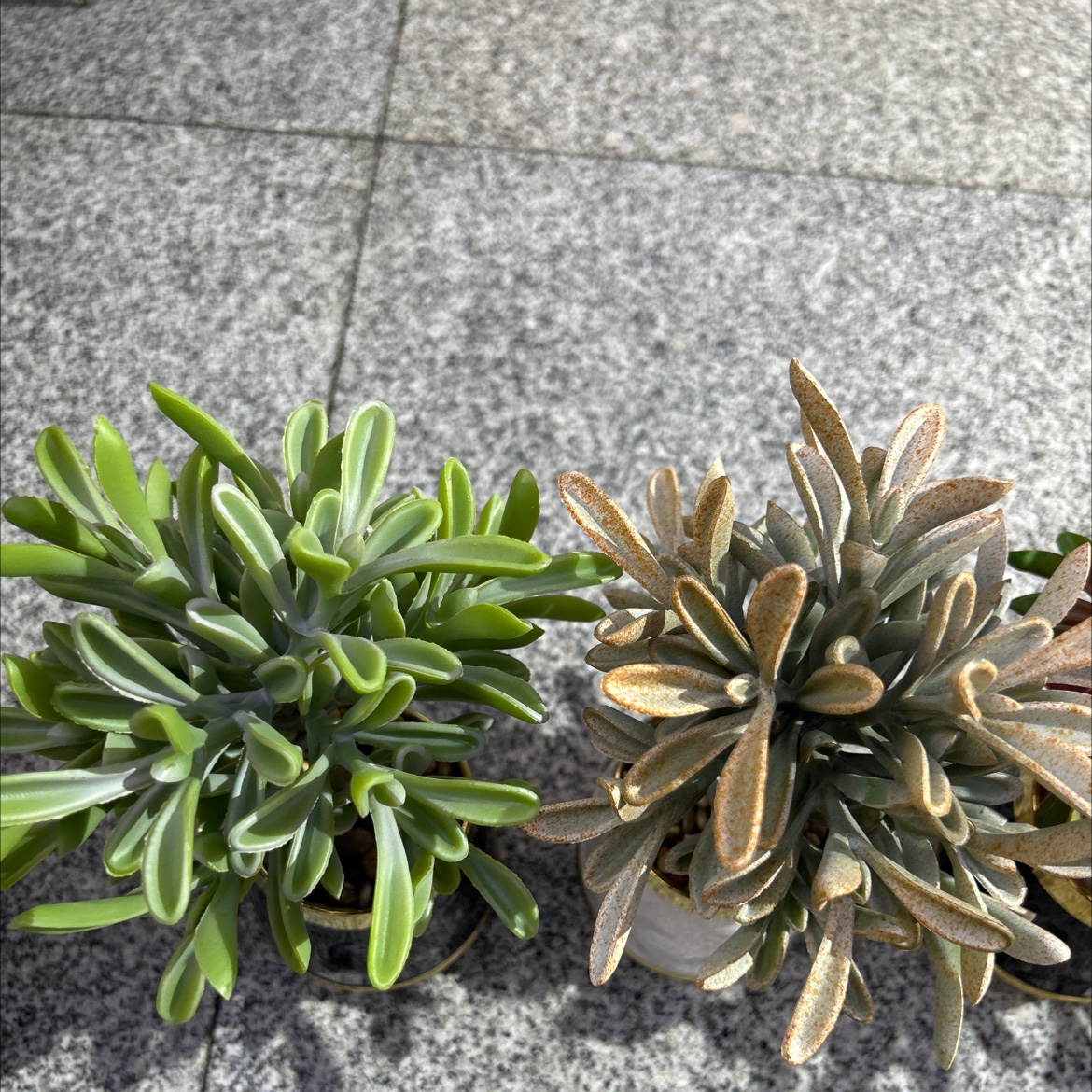 Artificial turtle-back bamboo small potted plant, creative decoration, golden orange green plant, artificial plant, home living room desktop decoration Application Scenario