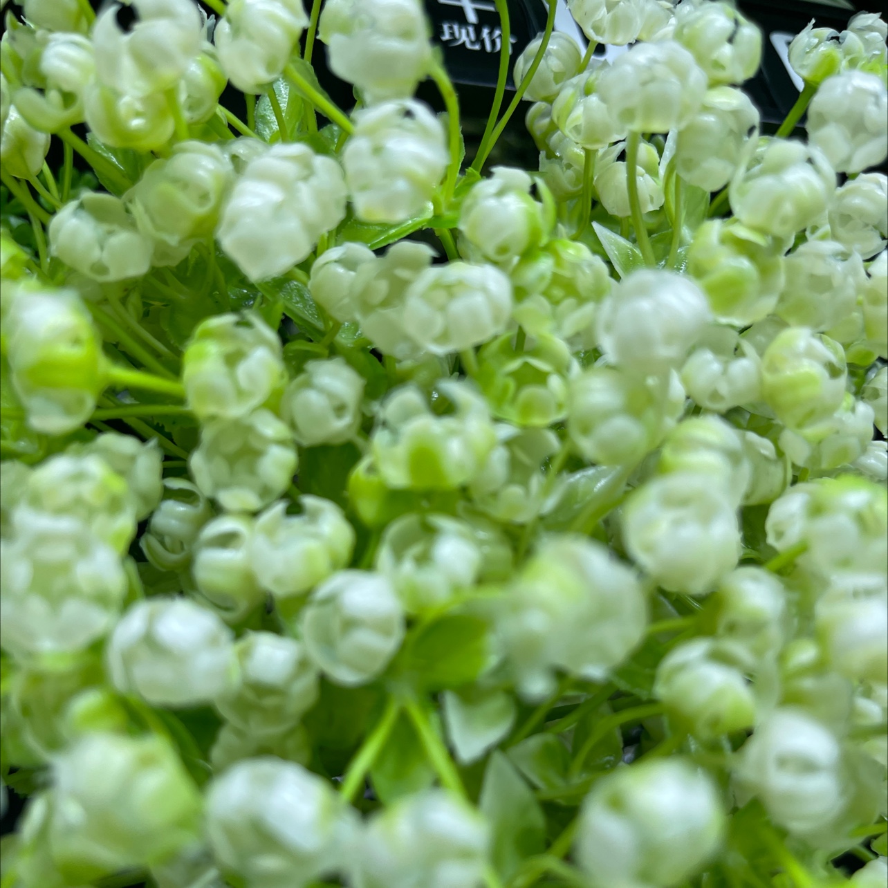 仿真树仿真植物仿真植物仿真植物仿真植物仿真植物细节图