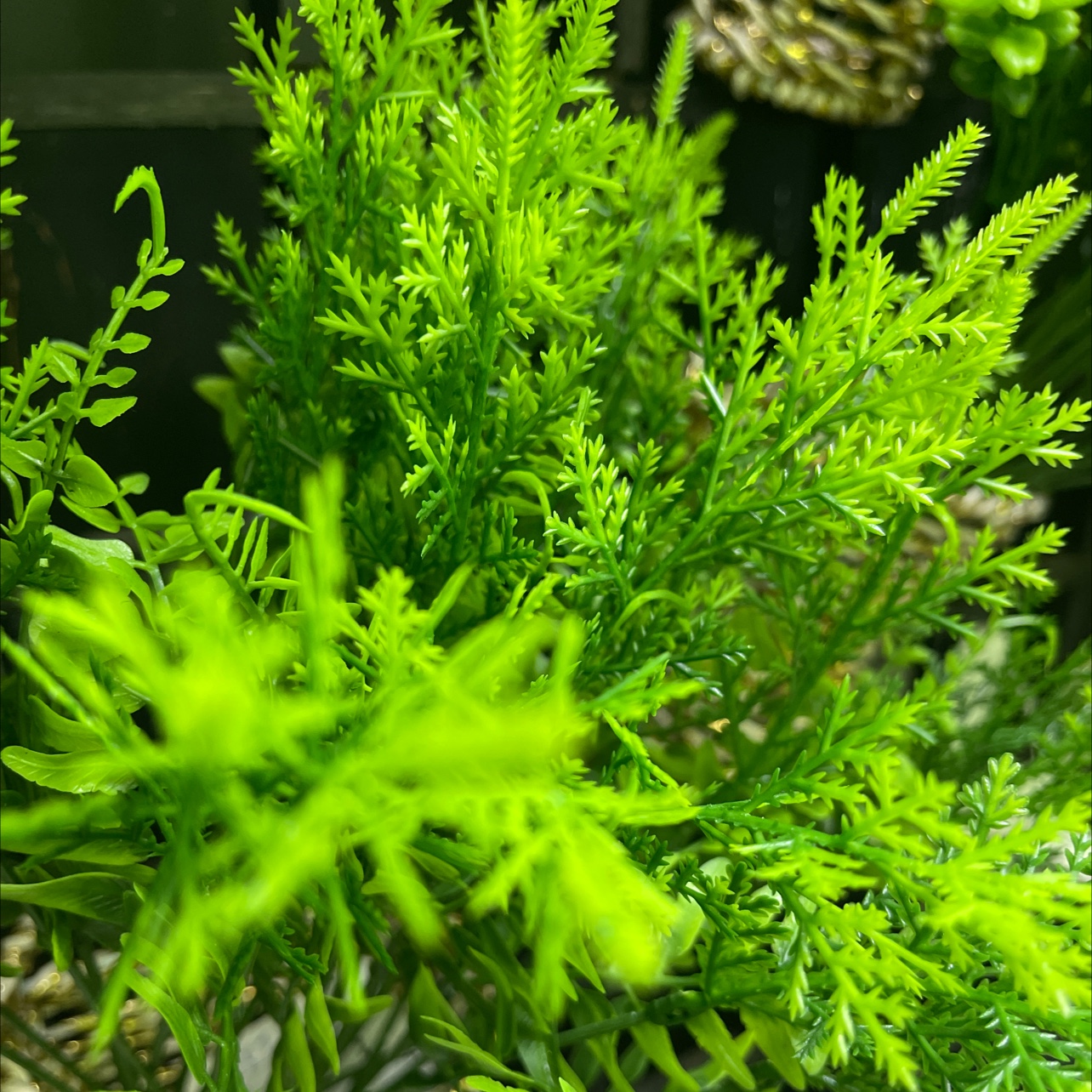 仿真植物实物图