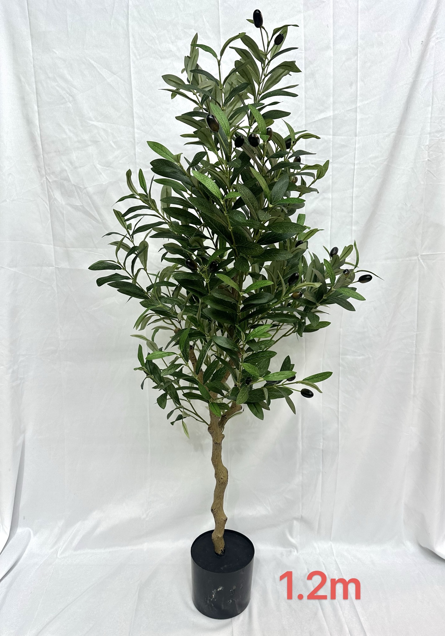 橄榄树1.2m 橄榄树1.2m 橄榄树1.2m 橄榄树1.2m