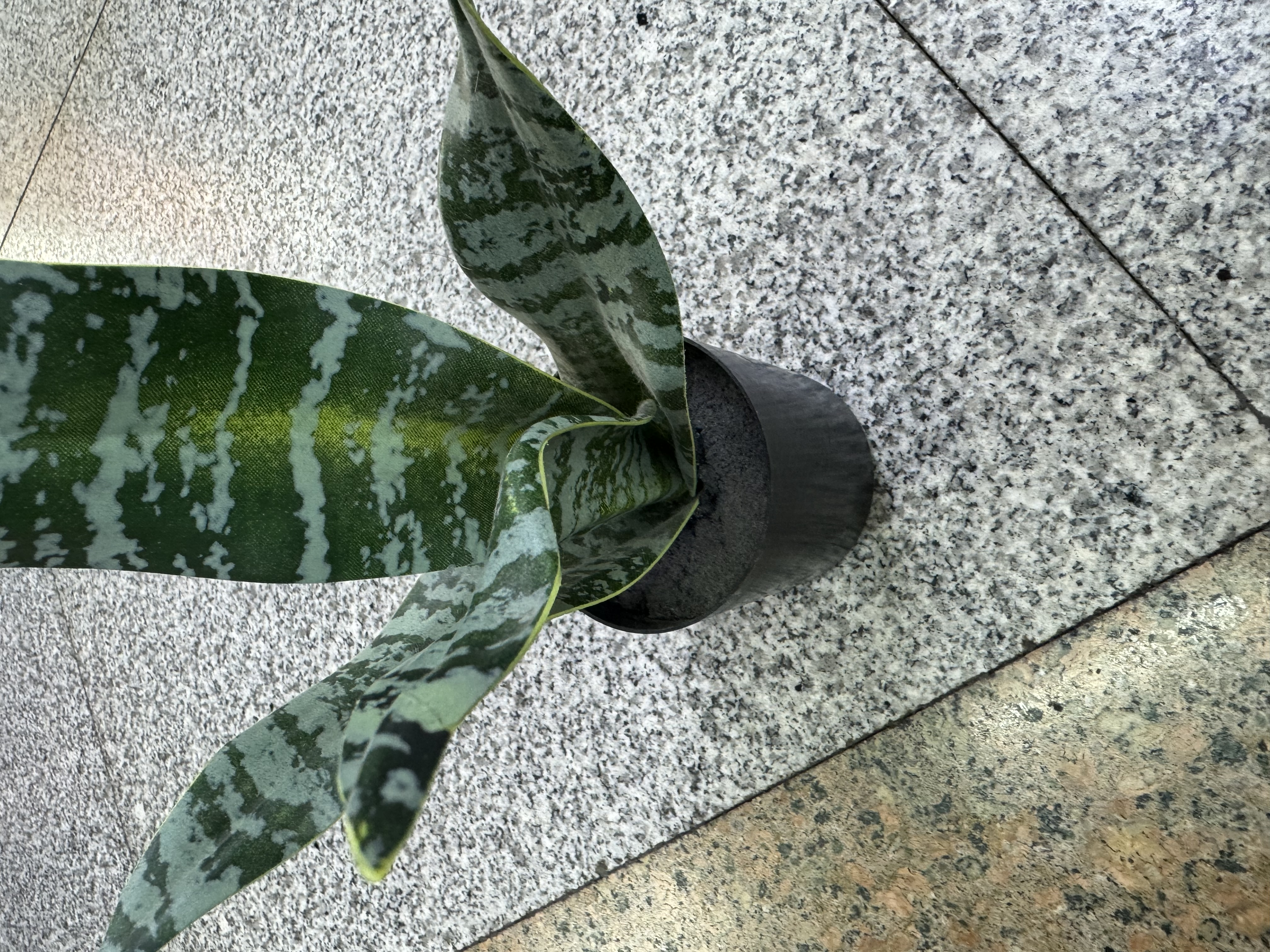 仿真花瓣实物图