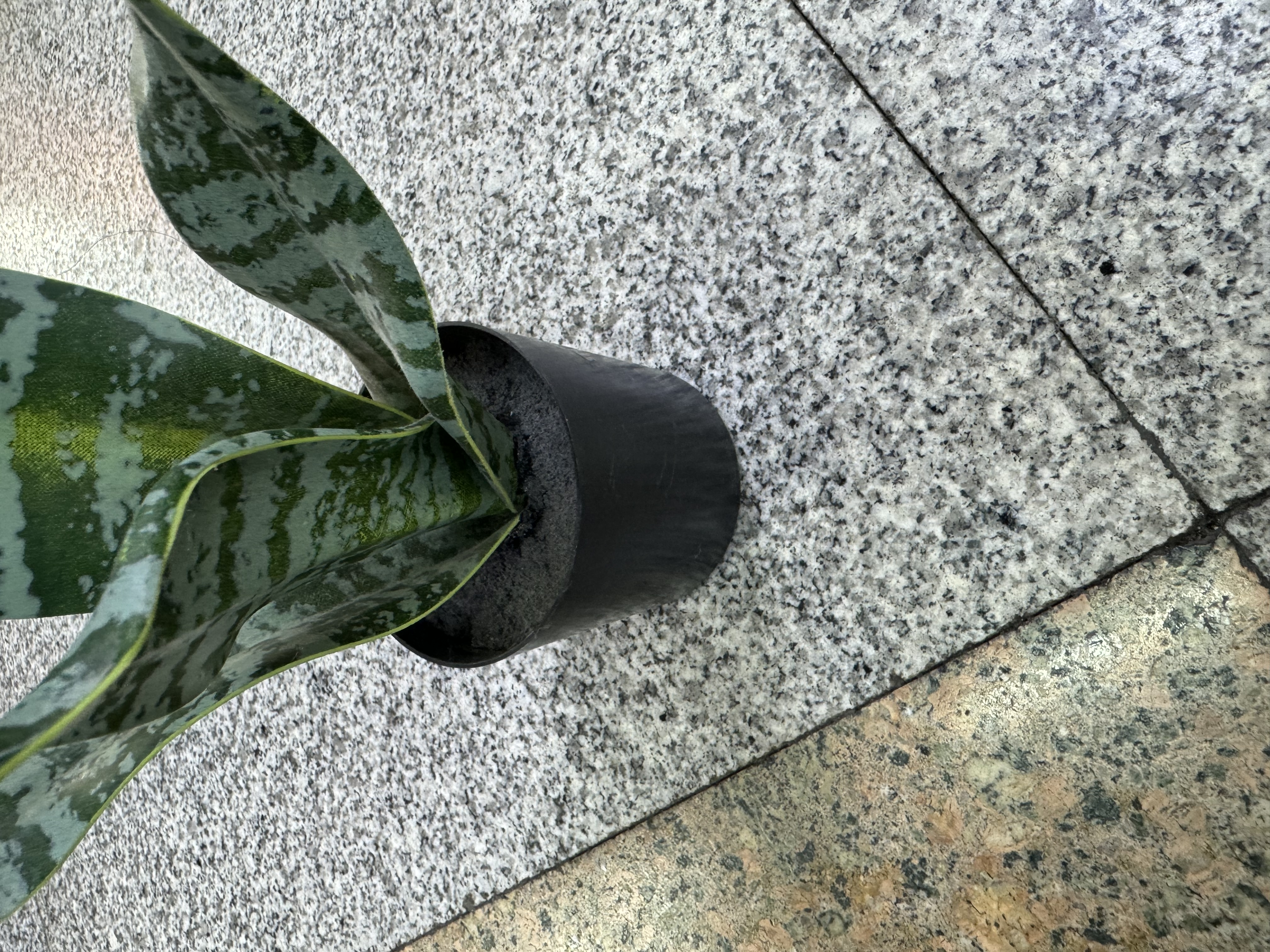 春天花园仿真花掃墓用塑膠花硅胶人造花装饰摆设河北制造详情图2