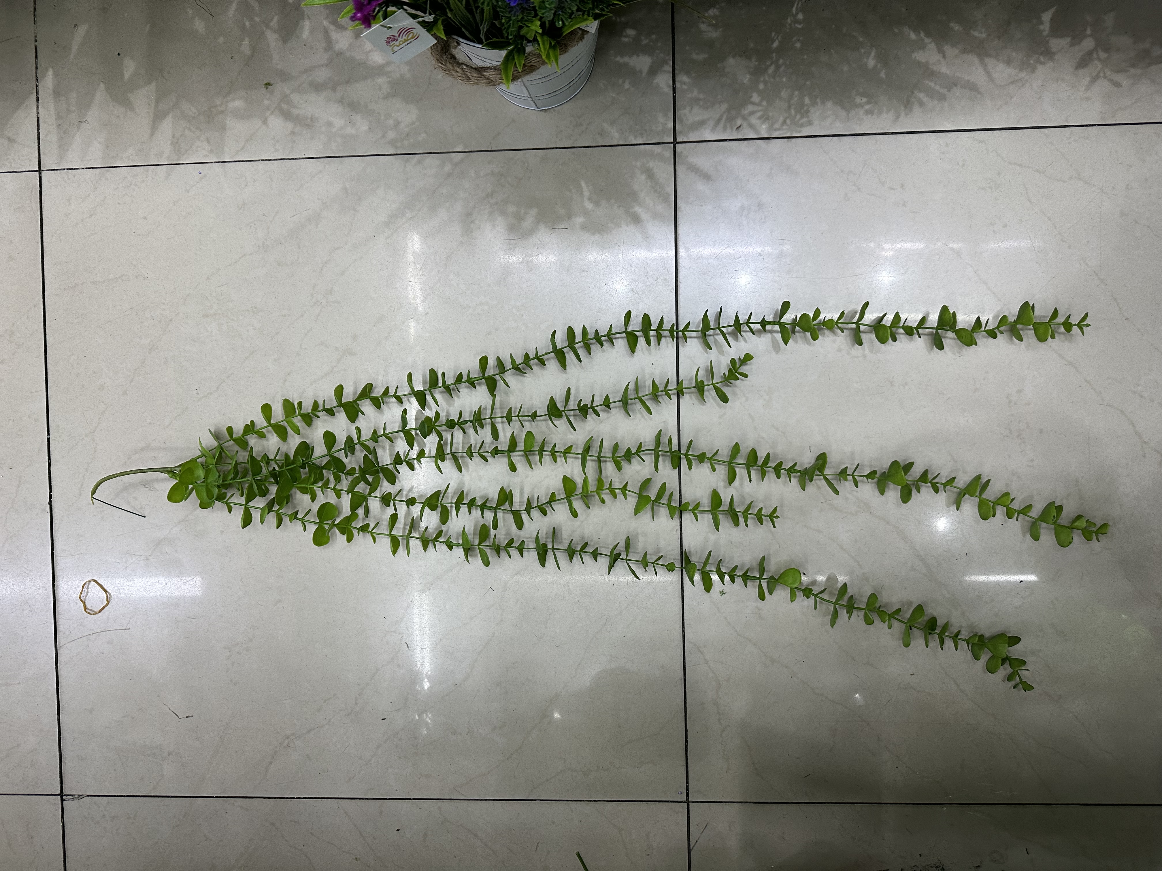 植物工艺品实物图
