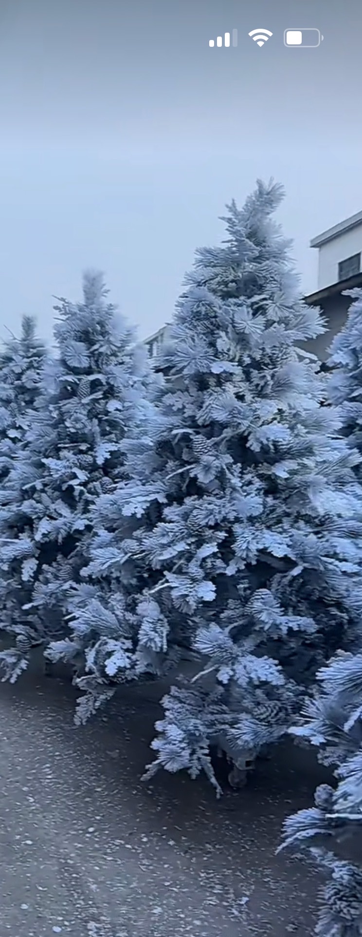圣诞树圣诞用品节日装饰大型圣诞节树小型圣诞树装扮礼品装饰品详情图2