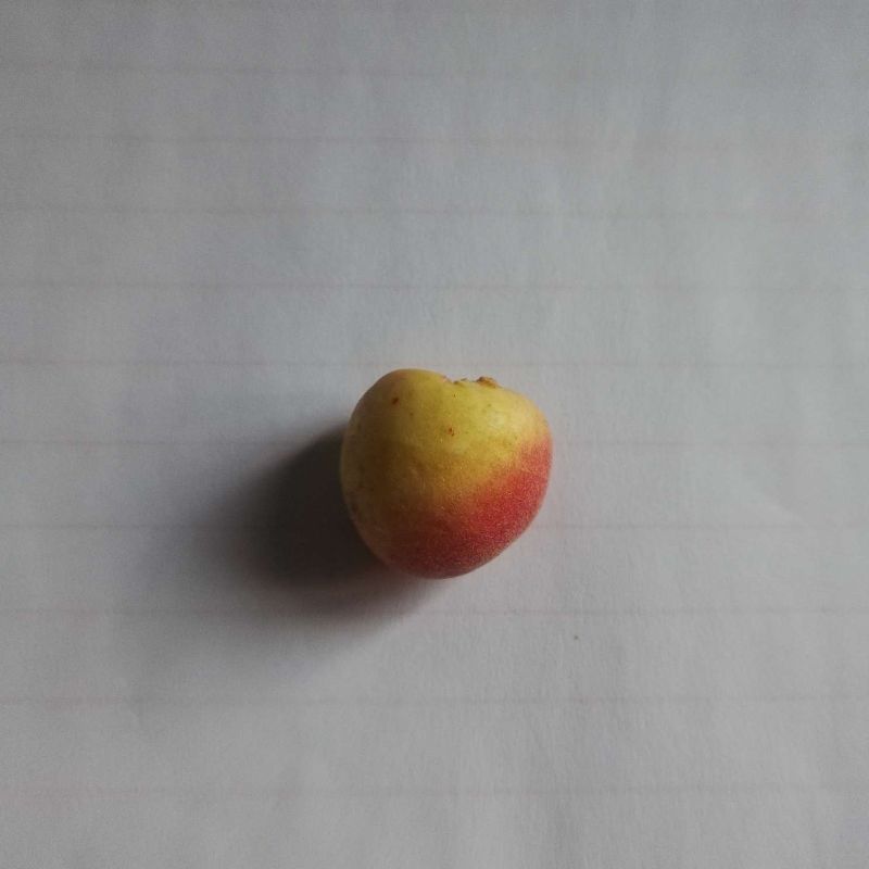 仿真蔬菜 ，55系列，小苹果