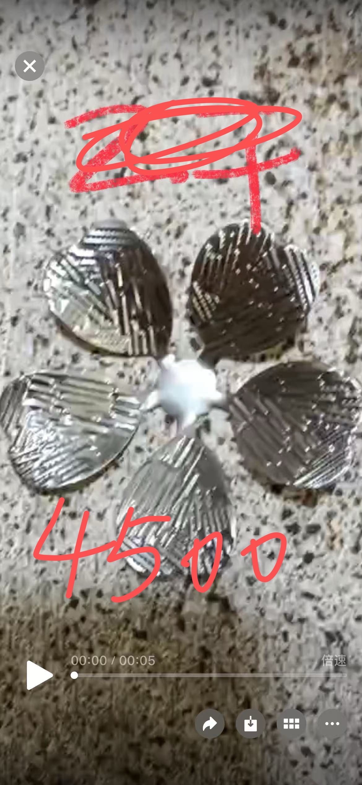 太阳花金黄色或淡红黄色欧洲各户发货呀丰富的活动发根太阳花金黄色或淡红黄色欧洲各户发货呀丰富的活动都督府成绩详情图2