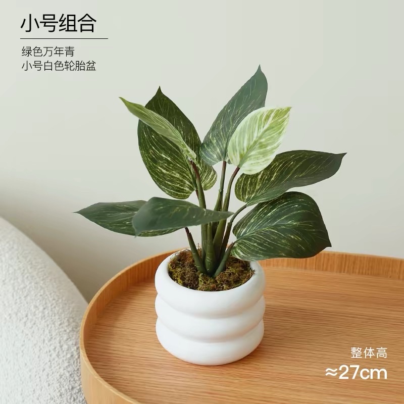 Moonlight Evergreen potted plant, indoor air-purifying green plant and flower, office desk, lazy person, easy to grow throughout the four seasons Specification image