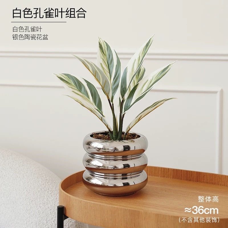 Moonlight Evergreen potted plant, indoor air-purifying green plant and flower, office desk, lazy person, easy to grow throughout the four seasons detail image 11