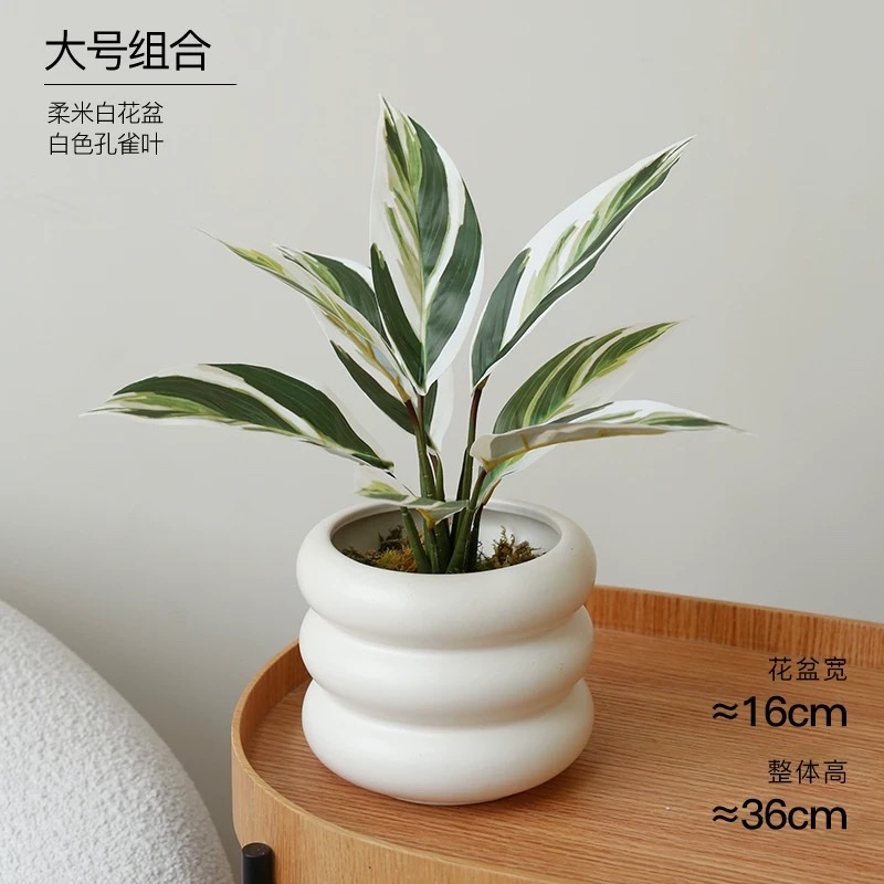 Moonlight Evergreen potted plant, indoor air-purifying green plant and flower, office desk, lazy person, easy to grow throughout the four seasons Item Picture