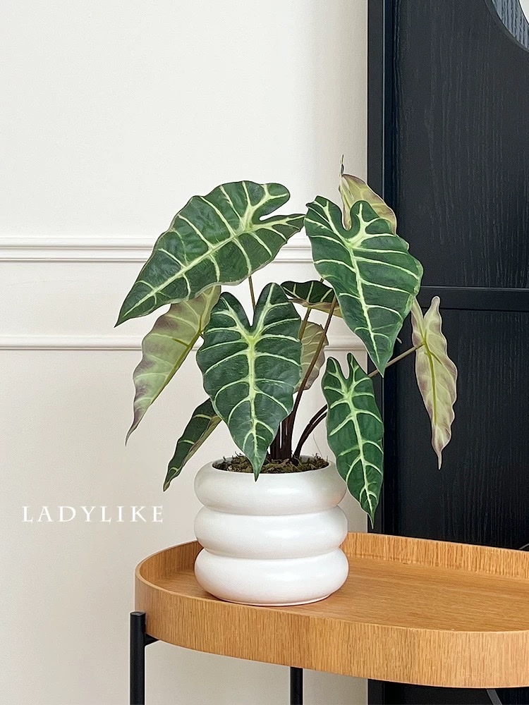 Moonlight Evergreen potted plant, indoor air-purifying green plant and flower, office desk, lazy person, easy to grow throughout the four seasons detail image 2