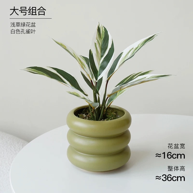 Moonlight Evergreen potted plant, indoor air-purifying green plant and flower, office desk, lazy person, easy to grow throughout the four seasons detail image 10