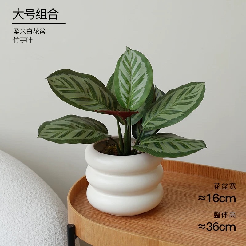 Moonlight Evergreen potted plant, indoor air-purifying green plant and flower, office desk, lazy person, easy to grow throughout the four seasons detail image 7