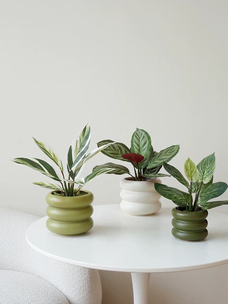 Moonlight Evergreen potted plant, indoor air-purifying green plant and flower, office desk, lazy person, easy to grow throughout the four seasons