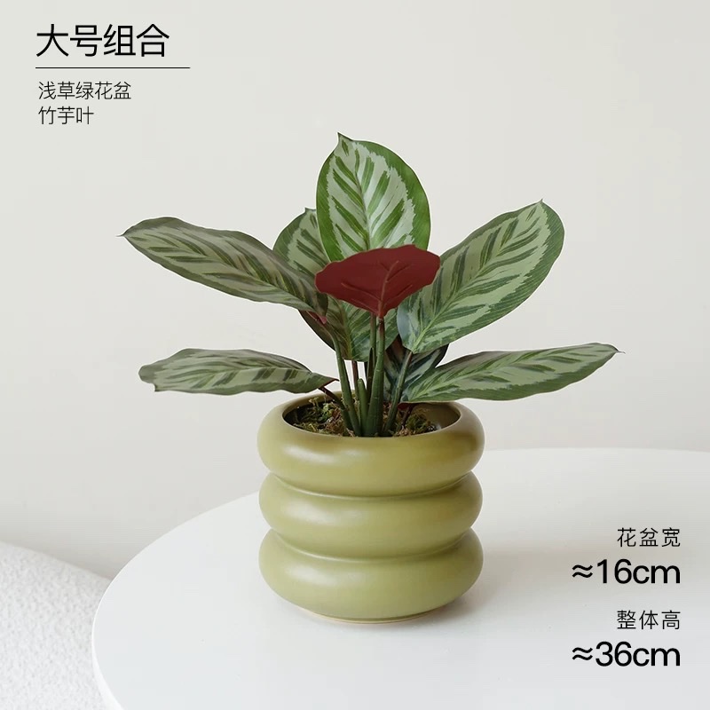 Moonlight Evergreen potted plant, indoor air-purifying green plant and flower, office desk, lazy person, easy to grow throughout the four seasons detail image 6