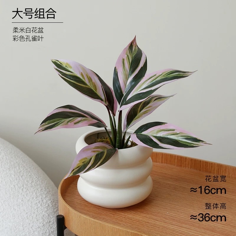 Moonlight Evergreen potted plant, indoor air-purifying green plant and flower, office desk, lazy person, easy to grow throughout the four seasons detail image 9