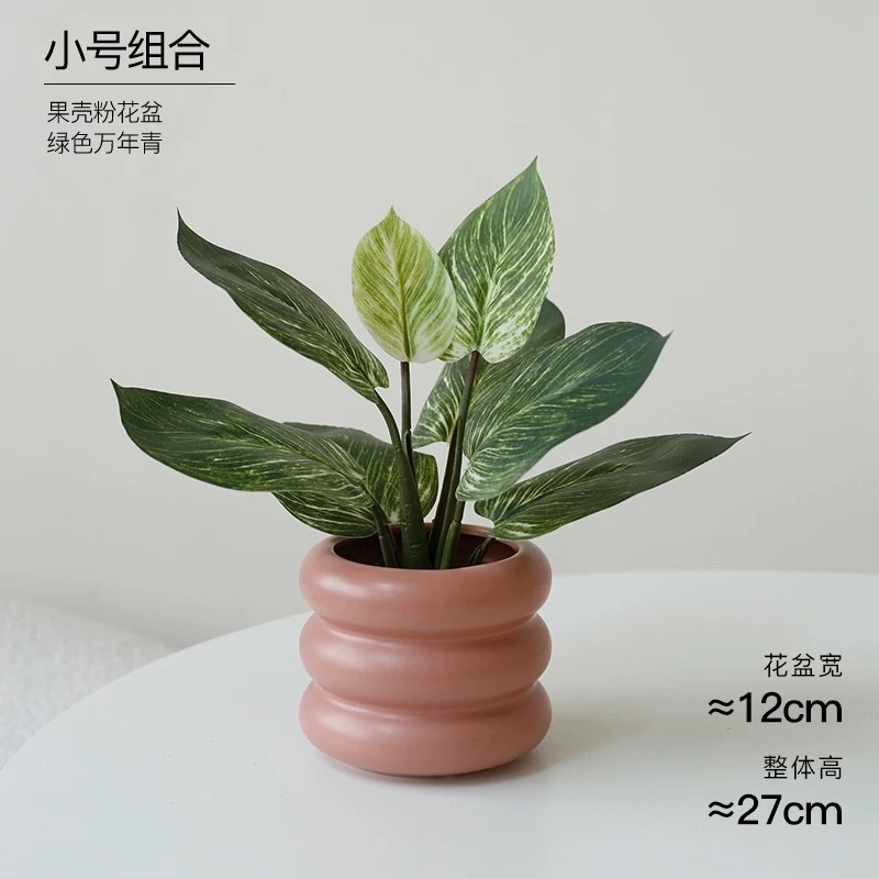 Moonlight Evergreen potted plant, indoor air-purifying green plant and flower, office desk, lazy person, easy to grow throughout the four seasons Application Scenario