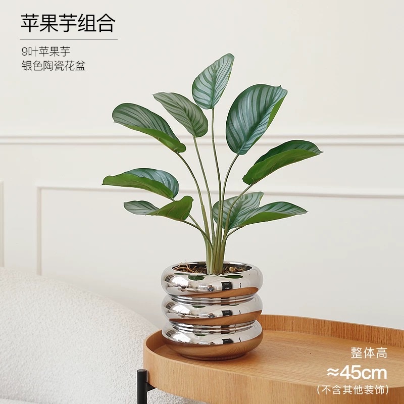 Moonlight Evergreen potted plant, indoor air-purifying green plant and flower, office desk, lazy person, easy to grow throughout the four seasons detail image 3