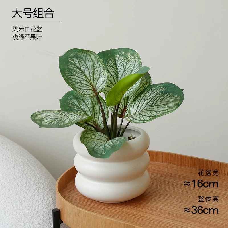 Moonlight Evergreen potted plant, indoor air-purifying green plant and flower, office desk, lazy person, easy to grow throughout the four seasons detail image 5