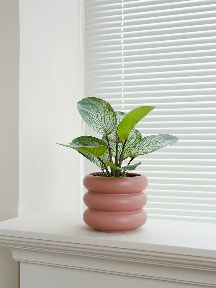 Moonlight Evergreen potted plant, indoor air-purifying green plant and flower, office desk, lazy person, easy to grow throughout the four seasons details Picture