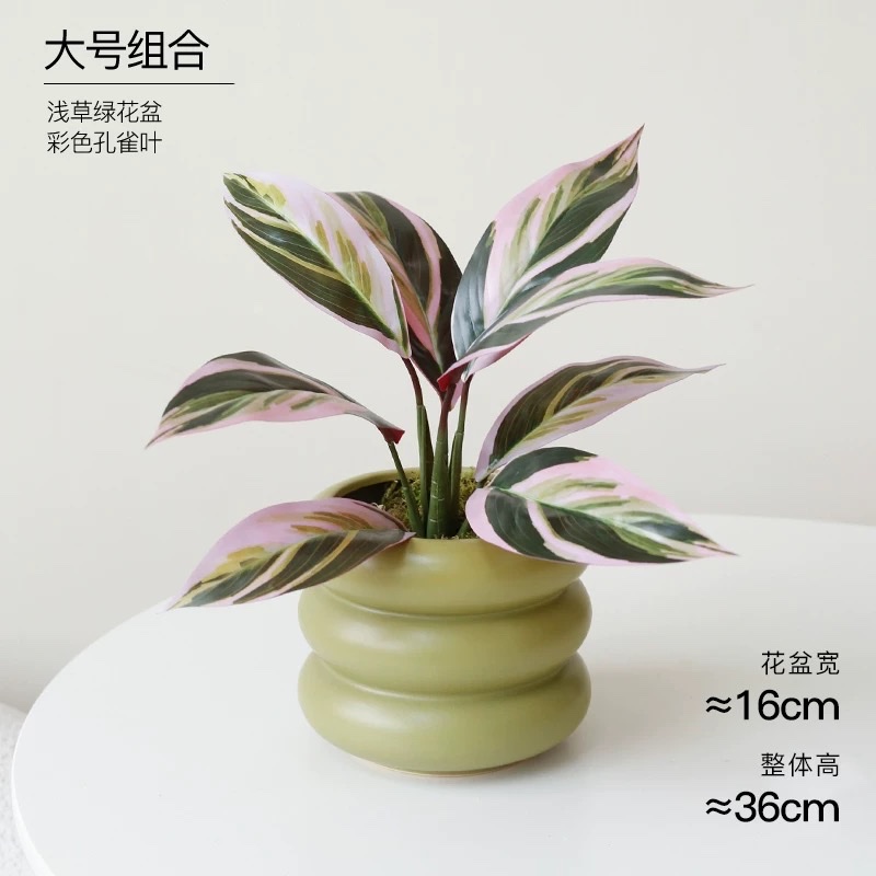 Moonlight Evergreen potted plant, indoor air-purifying green plant and flower, office desk, lazy person, easy to grow throughout the four seasons detail image 8