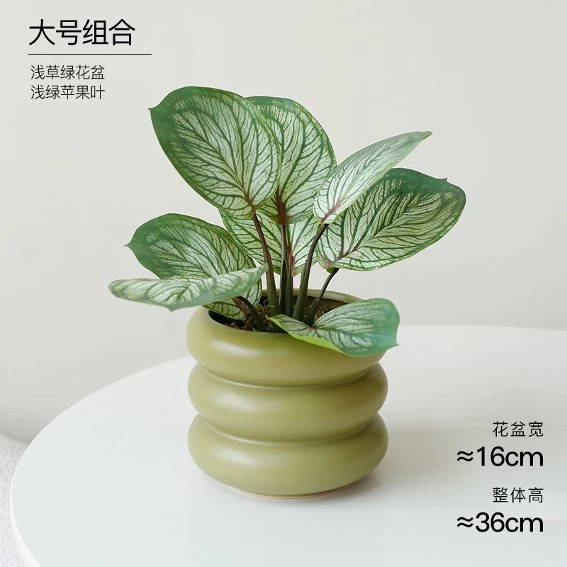 Moonlight Evergreen potted plant, indoor air-purifying green plant and flower, office desk, lazy person, easy to grow throughout the four seasons detail image 4