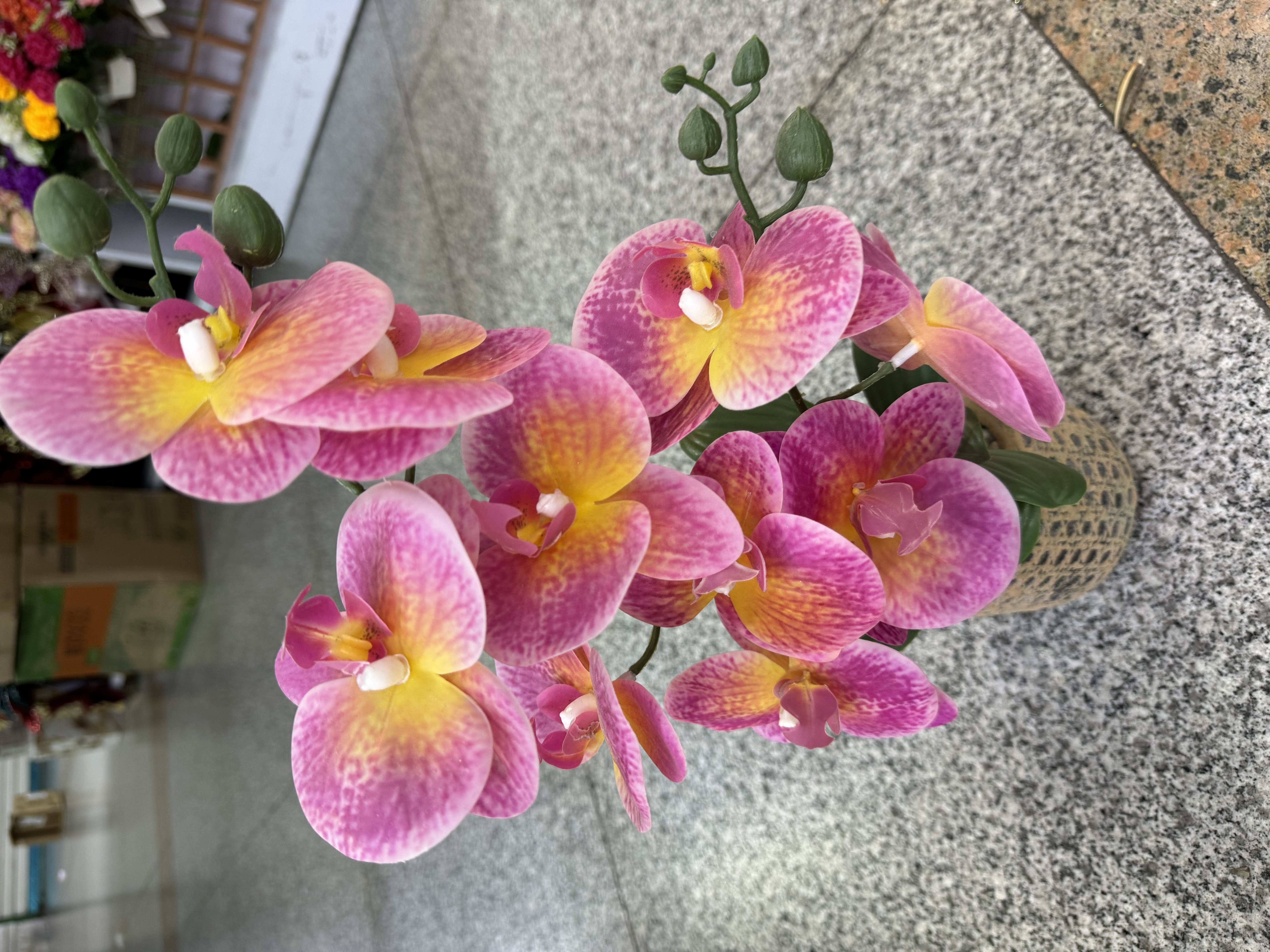 黄色水泥蝴蝶兰摆件仿真花盆景装饰