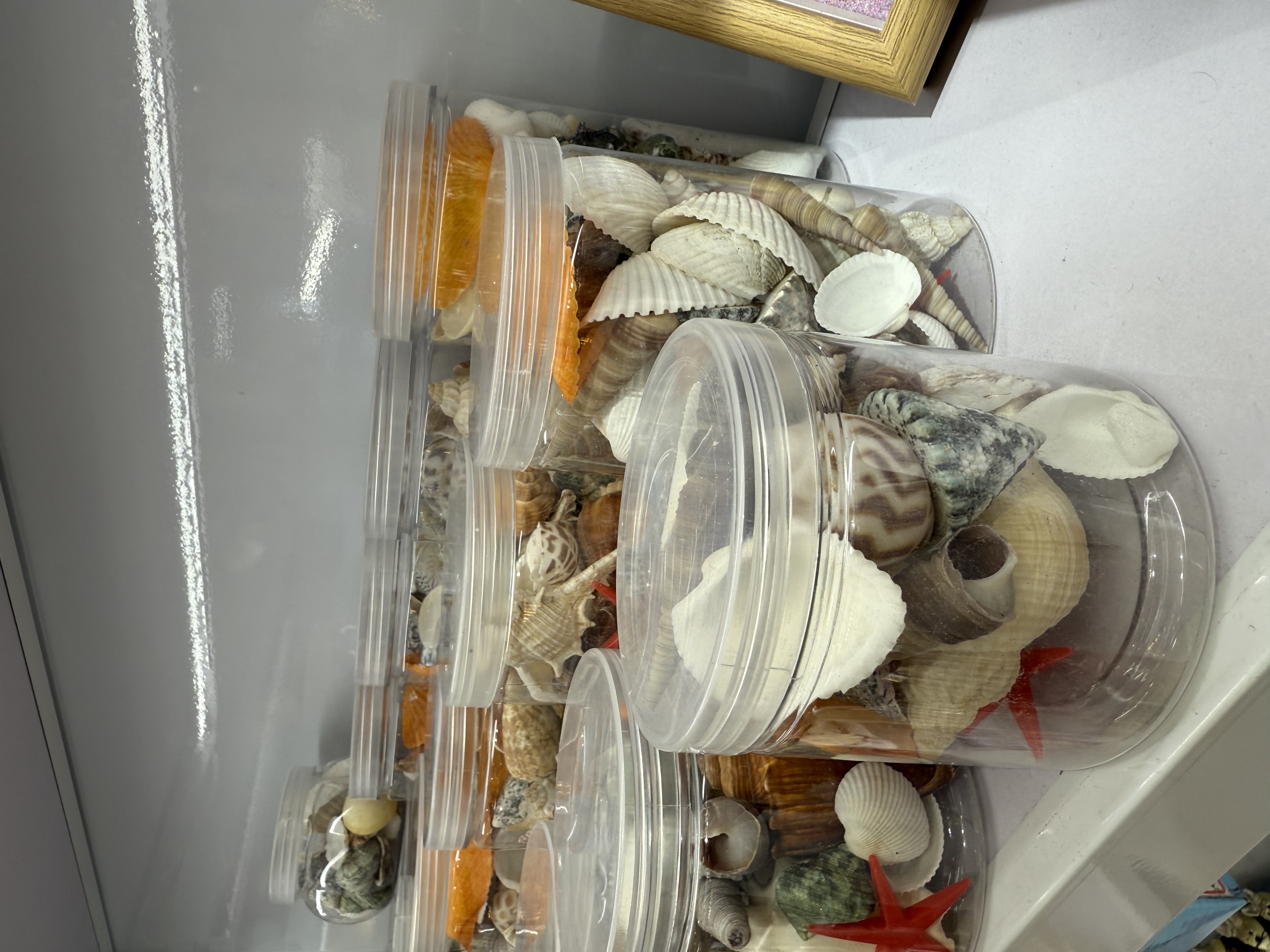贝壳海螺贝壳片饰品配件海螺饰品配件天然贝壳海螺装饰品产品图