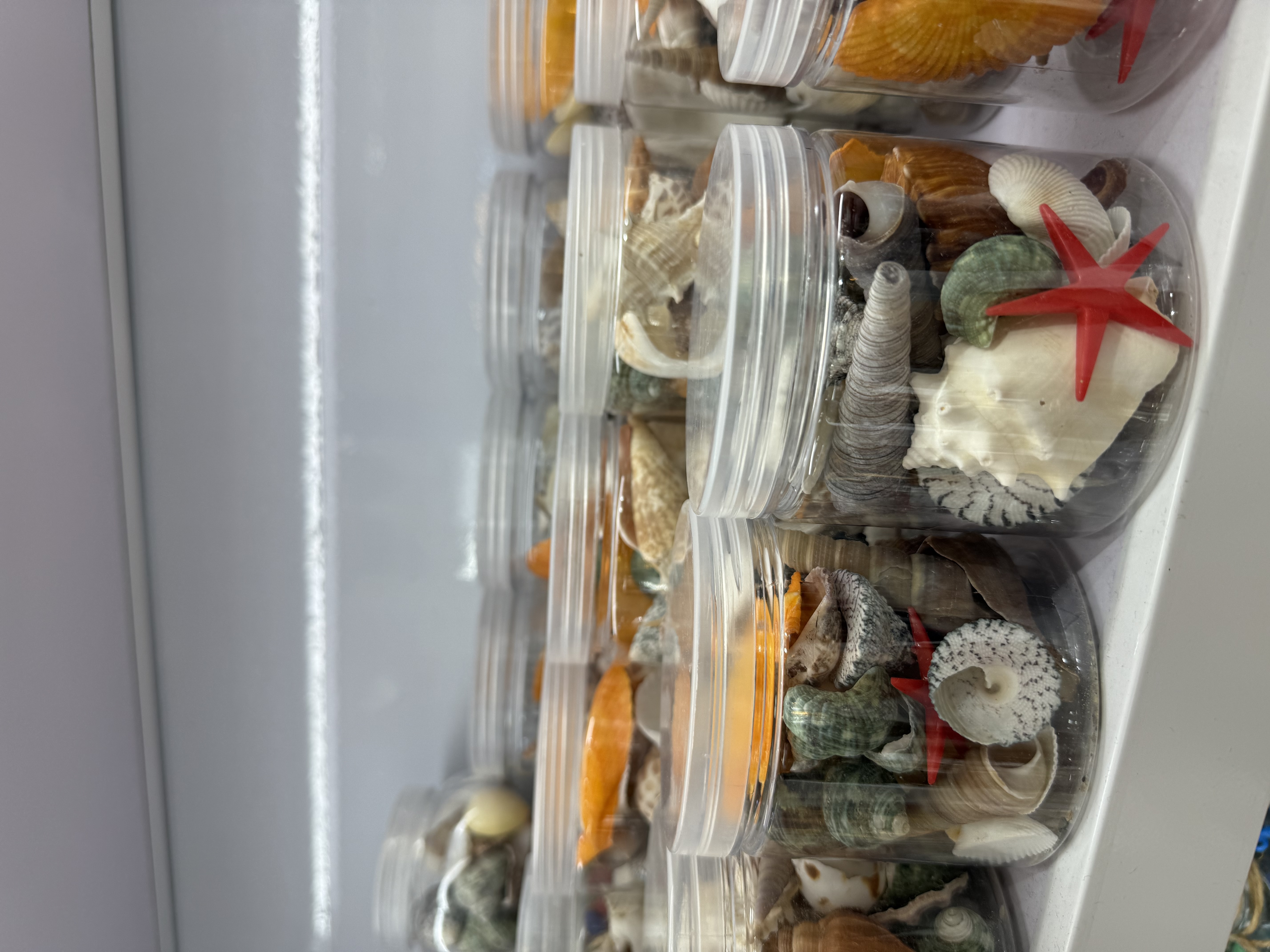 贝壳海螺贝壳片饰品配件海螺饰品配件天然贝壳海螺装饰品
