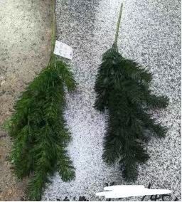 玫瑰仿真绿植菊花清明花盆栽室内装饰摆件家居美化绿化植物