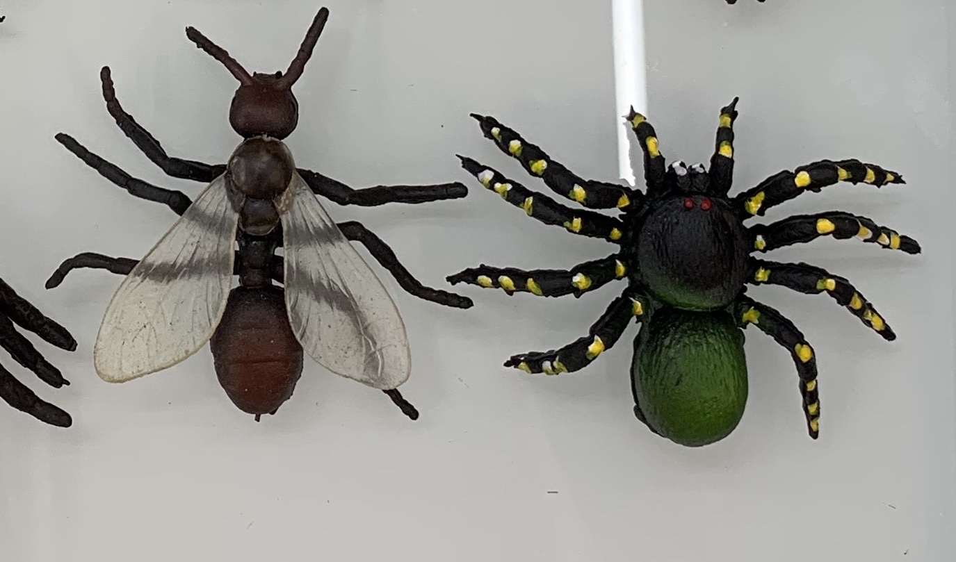 多款仿真蜘蛛 万圣节装饰玩具塑料小蜘蛛整蛊大蜘蛛蝶语：昆虫近亲节肢动物蜘蛛捕鸟蛛蝎子彼得异蝎真标本认识教具详情图2