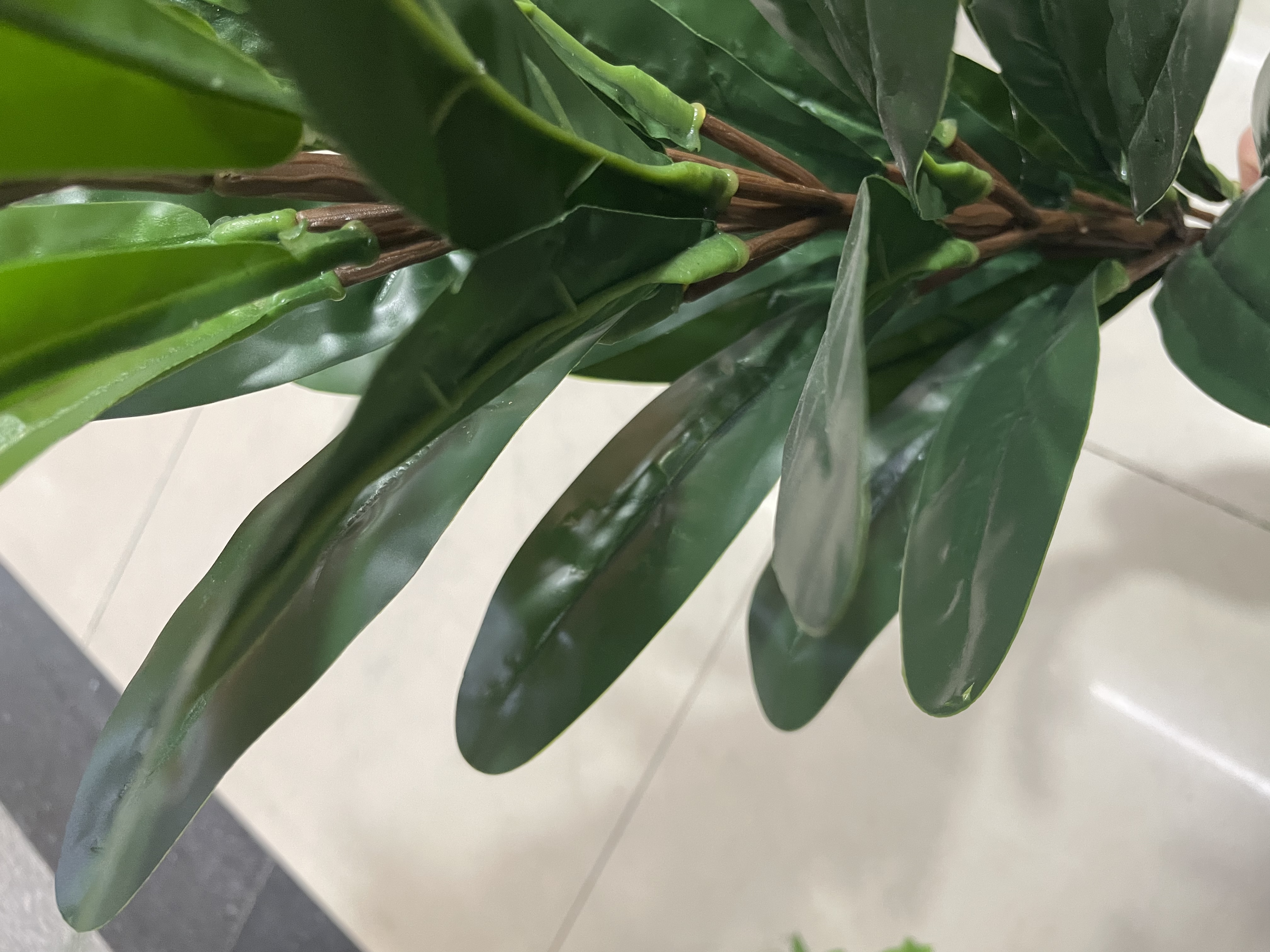 单枝玉兰清香持久花香清新详情图4