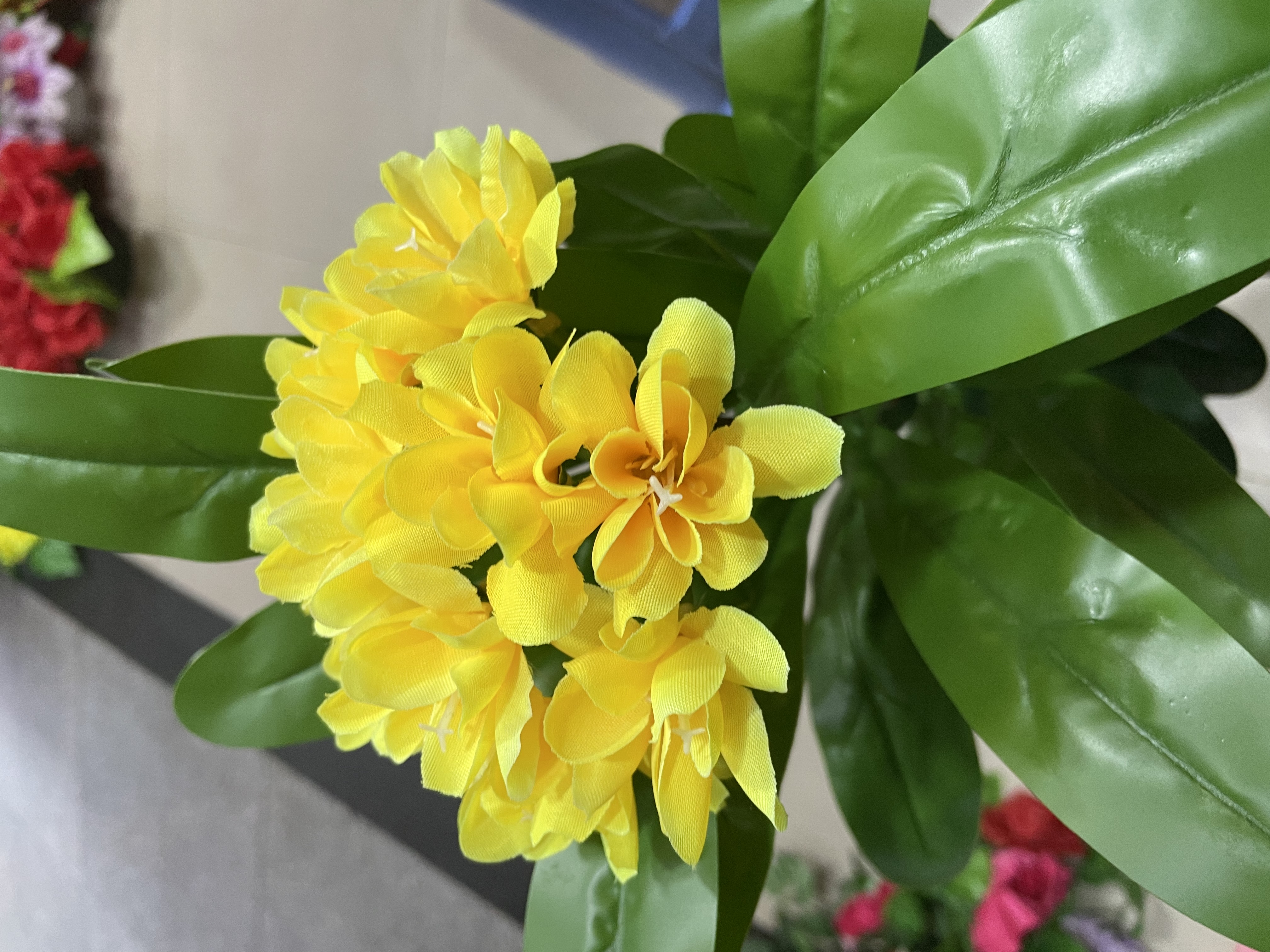 单枝玉兰清香持久花香清新产品图