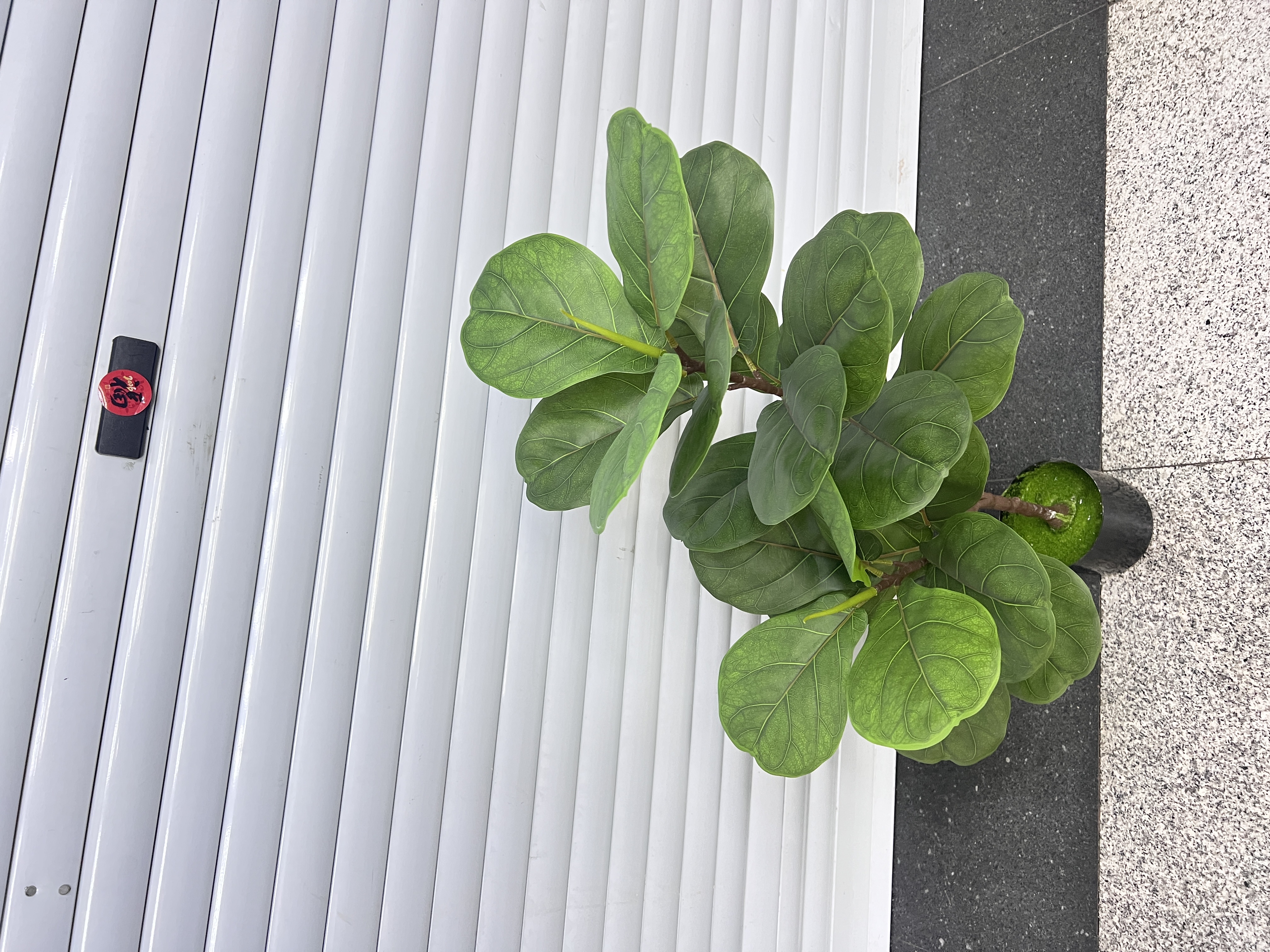 绿植盆栽室内观赏植物多肉小盆栽可爱迷你植物组合家庭园艺用品绿植