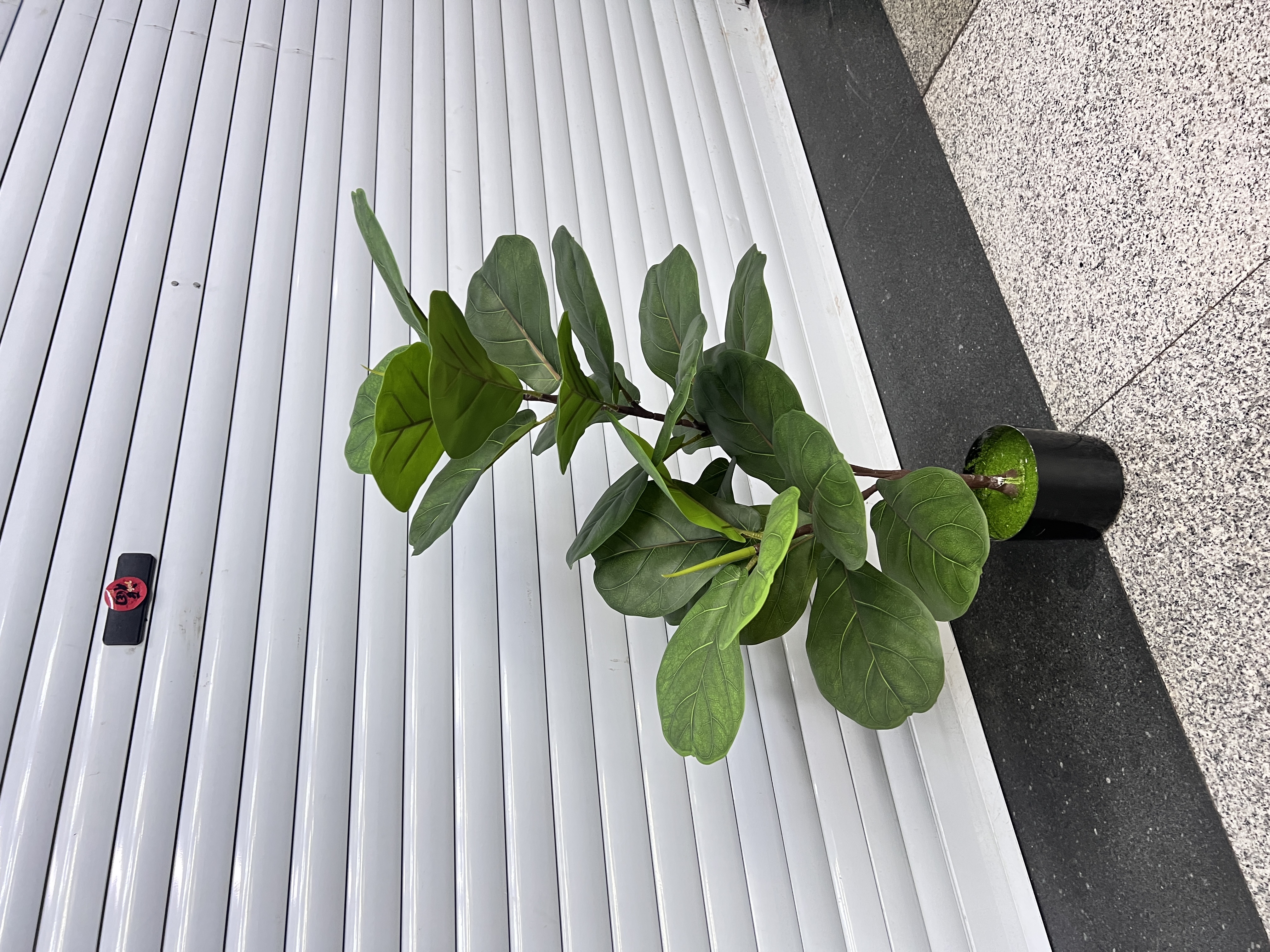 绿植盆栽室内观赏植物多肉小盆栽可爱迷你植物组合家庭园艺用品绿植产品图