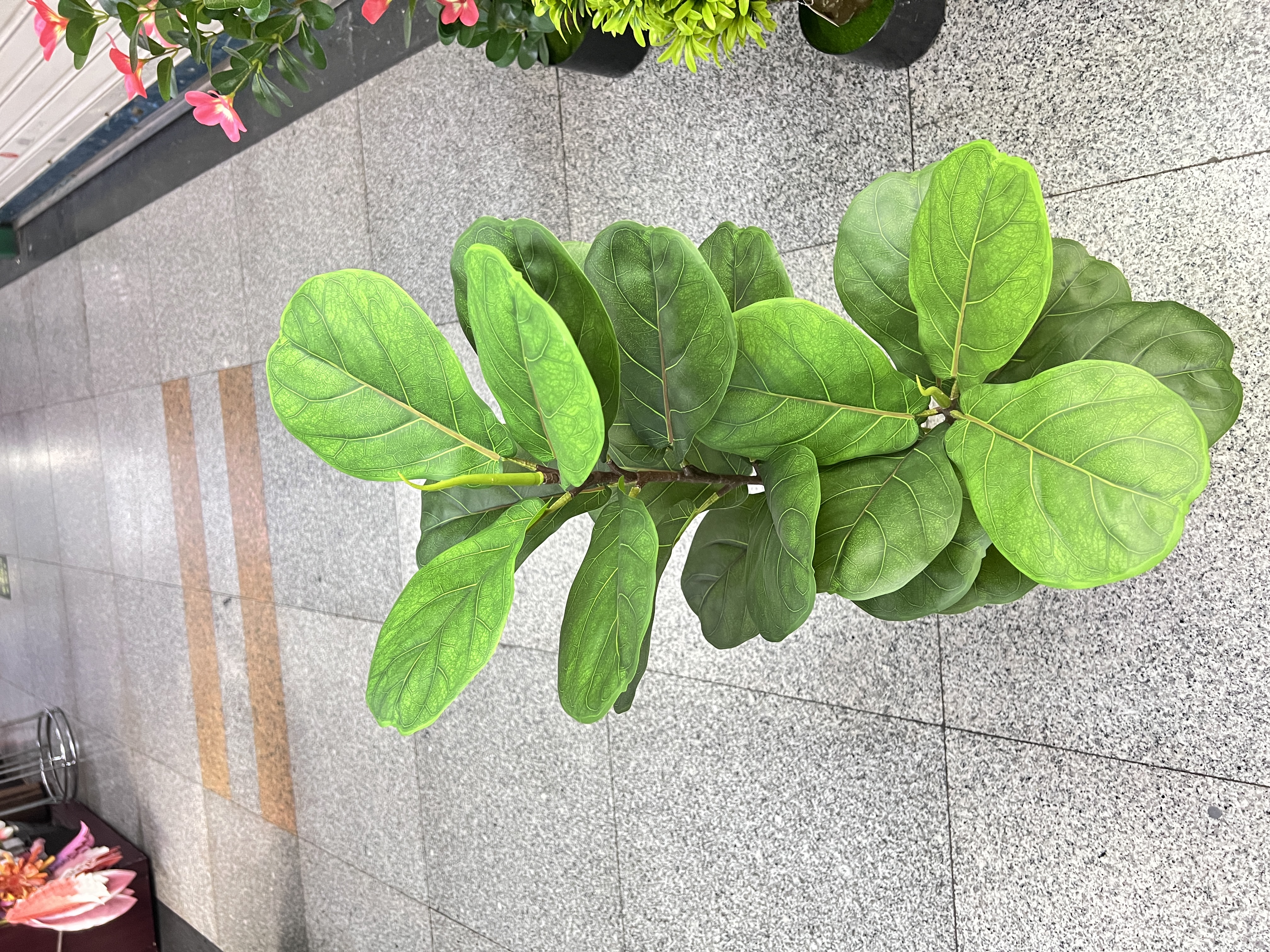 绿植盆栽室内观赏植物多肉小盆栽可爱迷你植物组合家庭园艺用品绿植细节图