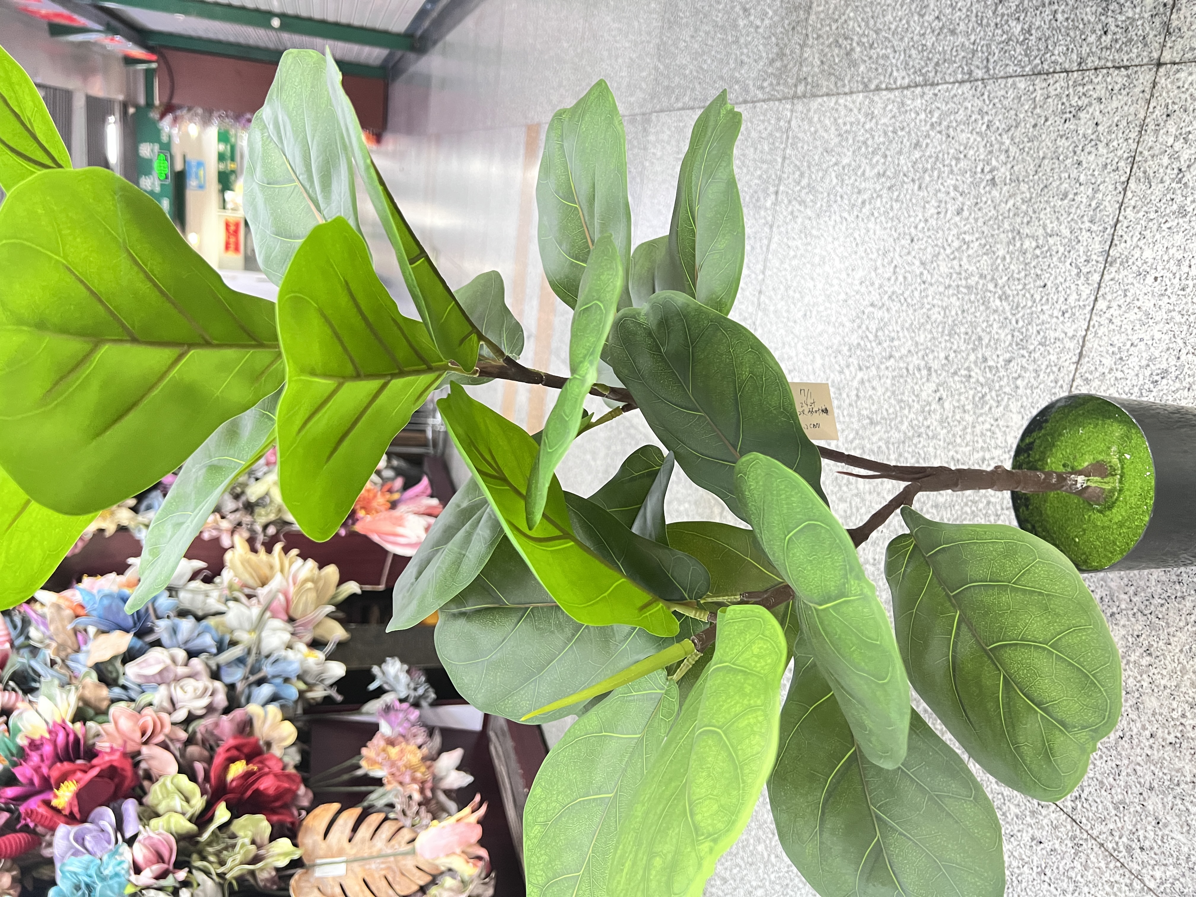 盆栽实物图