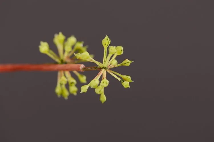 Lanjin Factory wholesales artificial soft gum fruit, artificial berries, artificial touch rubber hanging fruit, lover's tears, green plants, living room, dining table, entrance hall decoration, artificial flowers and decorative items detail image 10