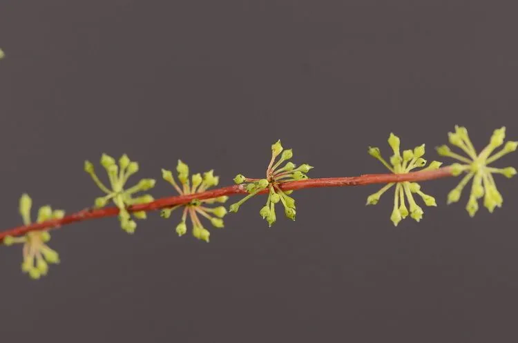 Lanjin Factory wholesales artificial soft gum fruit, artificial berries, artificial touch rubber hanging fruit, lover's tears, green plants, living room, dining table, entrance hall decoration, artificial flowers and decorative items detail image 9