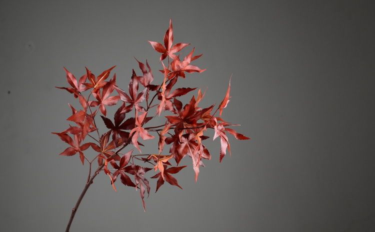 Lanjin Wholesale Factory direct sales of artificial green plants, home decoration flowers, red artificial leaves, artificial maple leaves in stock wholesale, artificial red maple leaves, Japanese maple leaves, Acer palmatum, single-stemmed leaves, indoor and outdoor engineering landscape trees decoration detail image 1