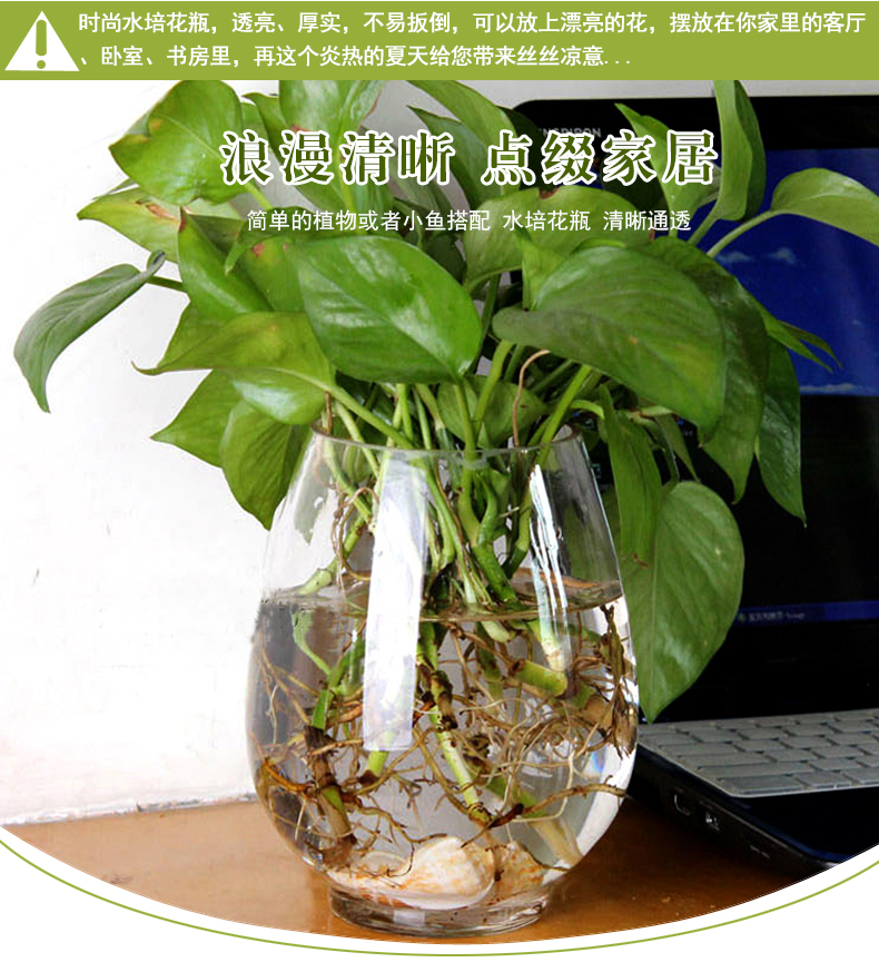 Yiwu quality products: Water-cultivated dinosaur eggs, green ivy vases, transparent glass vases, water-cultivated plant containers, flowerpots pic 1