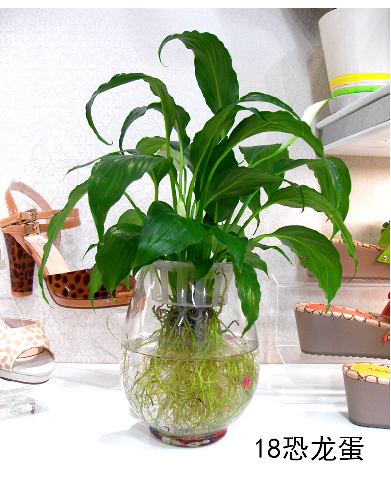 Yiwu quality products: Water-cultivated dinosaur eggs, green ivy vases, transparent glass vases, water-cultivated plant containers, flowerpots pic 7