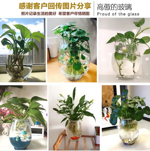 Yiwu quality products: Water-cultivated dinosaur eggs, green ivy vases, transparent glass vases, water-cultivated plant containers, flowerpots Application Scenario