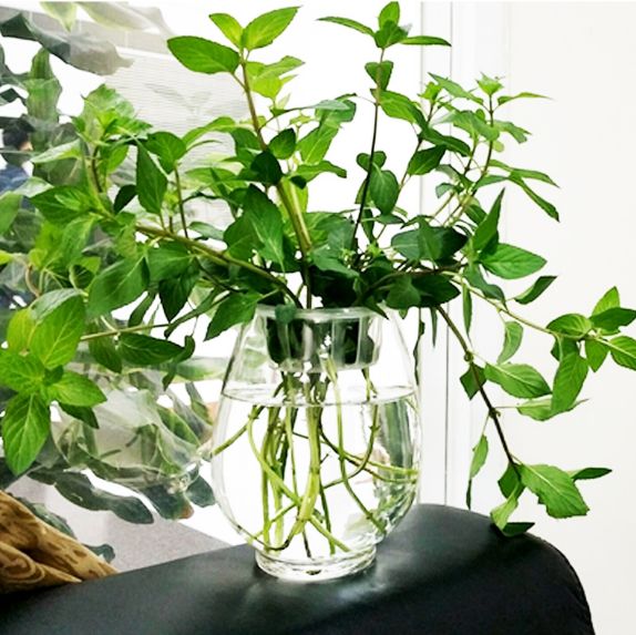 Yiwu quality products: Water-cultivated dinosaur eggs, green ivy vases, transparent glass vases, water-cultivated plant containers, flowerpots details Picture